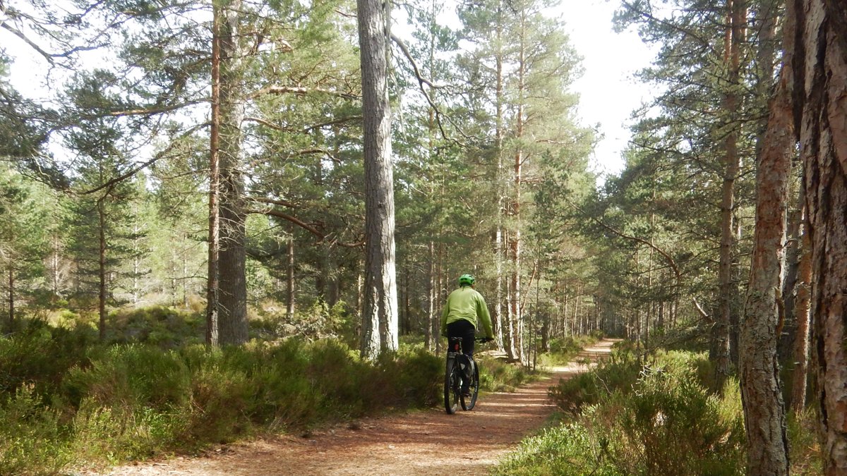 Simple pleasures, late afternoon #CycleFromHome through he beautiful #NativeWoodland of the #Cairngorms ..... felt like 'I had the place to myself'.
