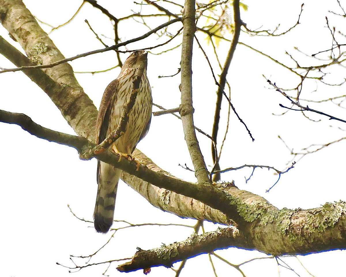 MonaLisaLvsHeah's tweet photo. Today's distinctly different visitors to the yard during lunch ...again one giant, one tiny...male hummingbird and immature Cooper's hawk (I think):
#hawk #hummingbird #nottoscale https://t.co/W6Cun6kNKa