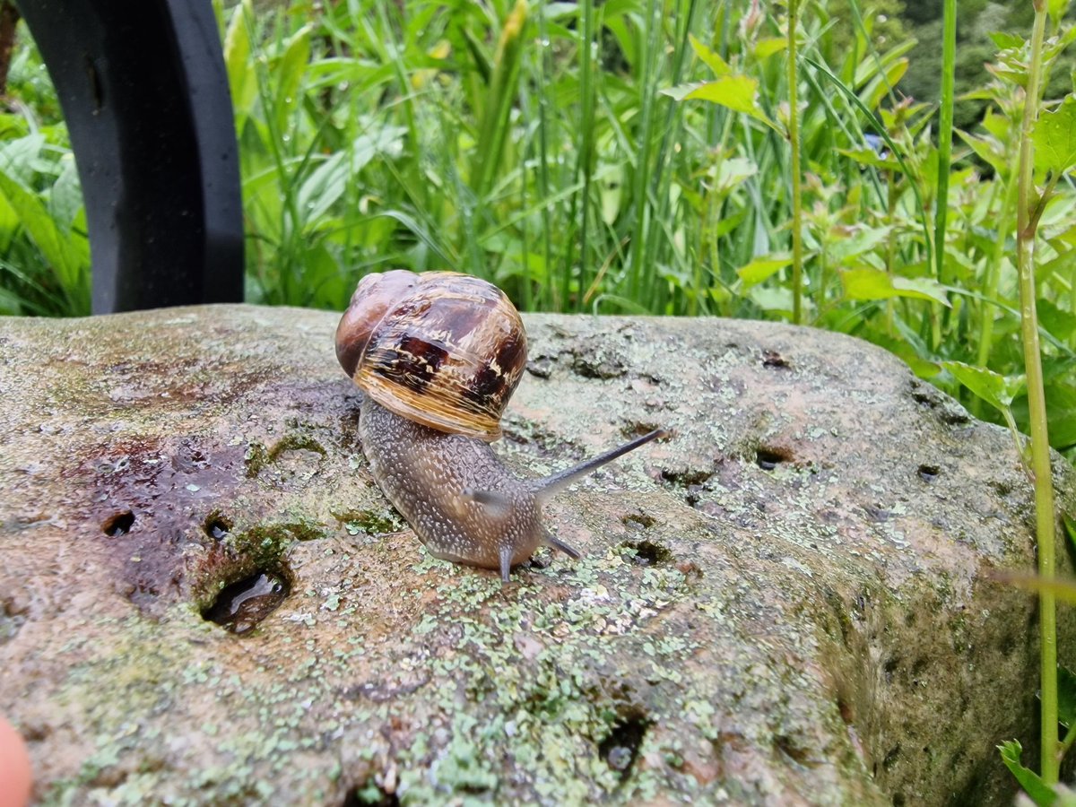 Heute ist wieder Schneckenwetter 🐌 

#snail #rain #weather