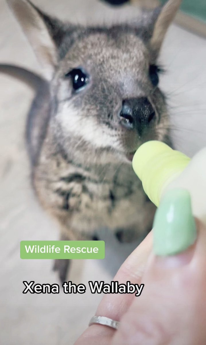 Kangala Wildlife Rescue (@kangala_rescue) on Twitter photo 