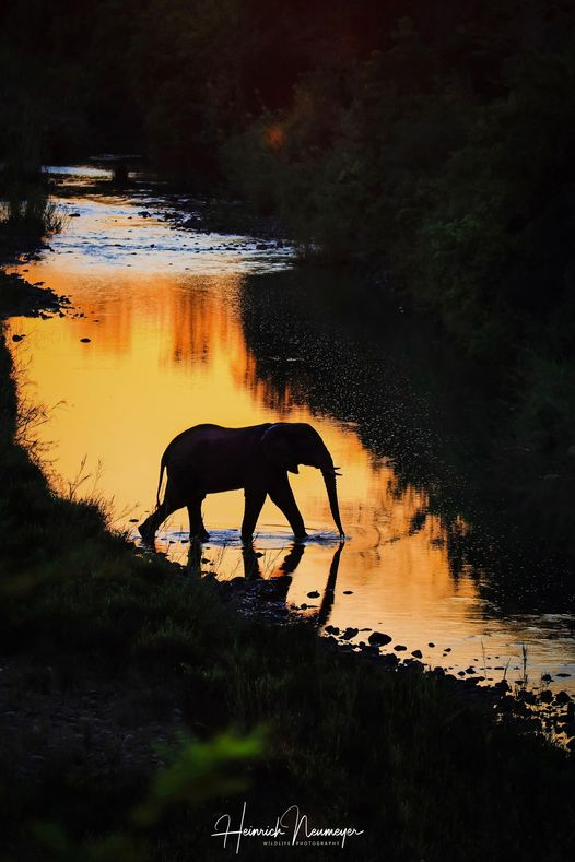 @XposeTrophyHunt
@TrophyXpose
Elephant bull crossing the Mkuze River at dusk.
Taken at Amakhosi Safari Lodge, South Africa.
So serene/tranquil. 
📸Heinrich Neumeyer Wildlife Photography
#ProtectThemAll
#avoiceforthevoiceless
#banelephanthunting
#stopelephanthunting
#stoppoaching