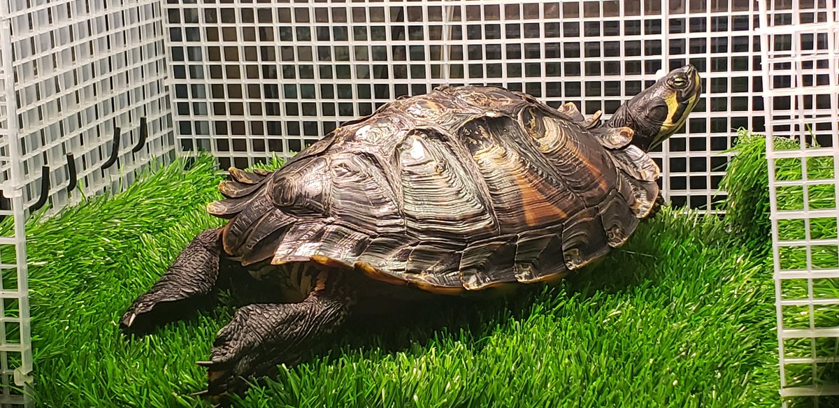 Anita_Negron's tweet image. #TurtleButtTuesday
#Tussday