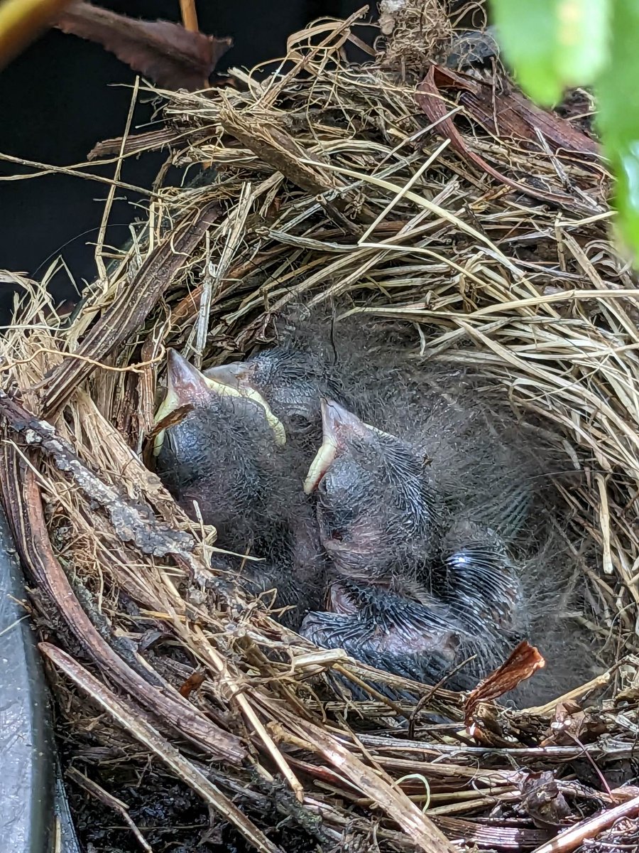 Sutro Stewards tweet media