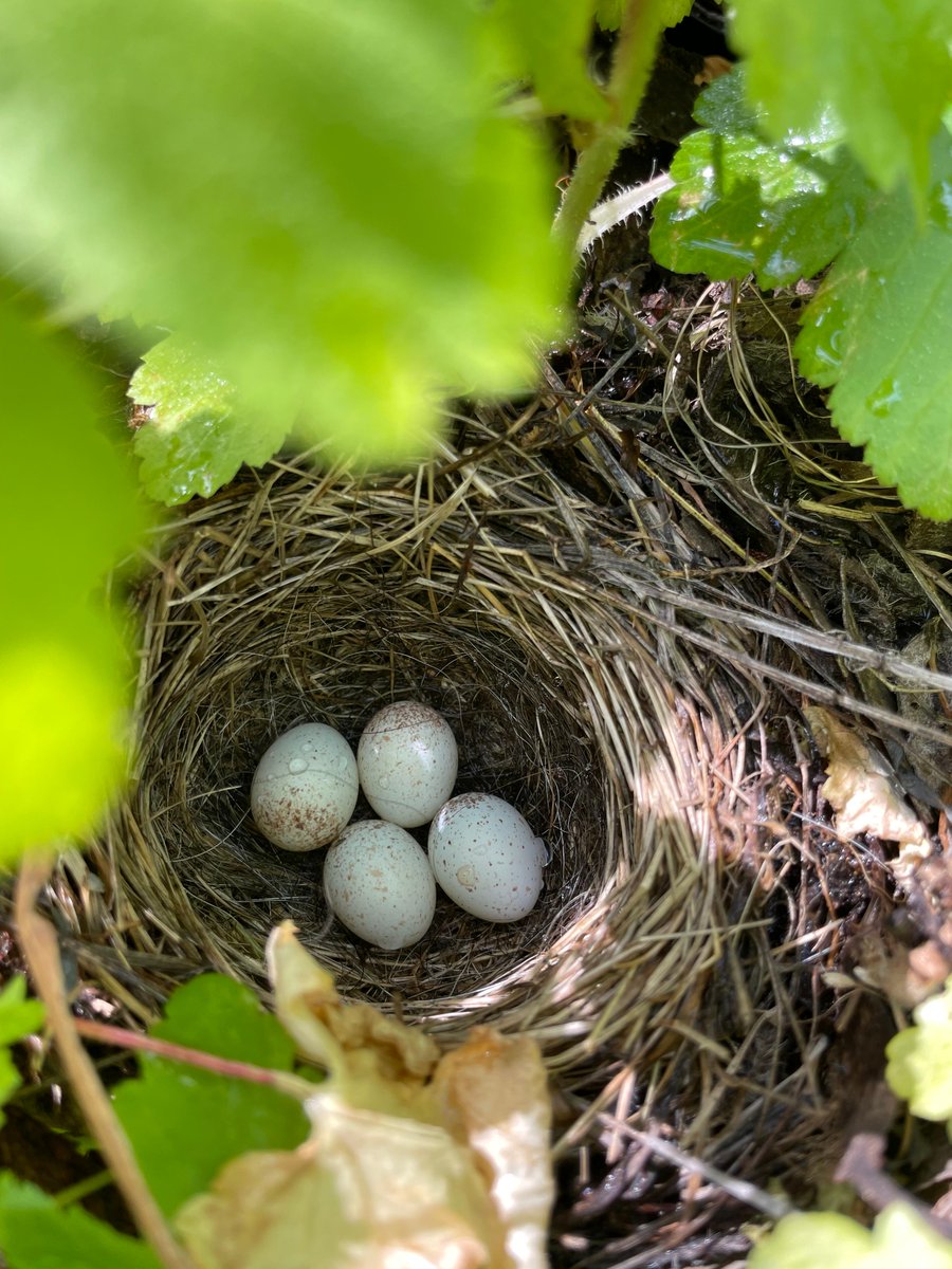 Sutro Stewards tweet media