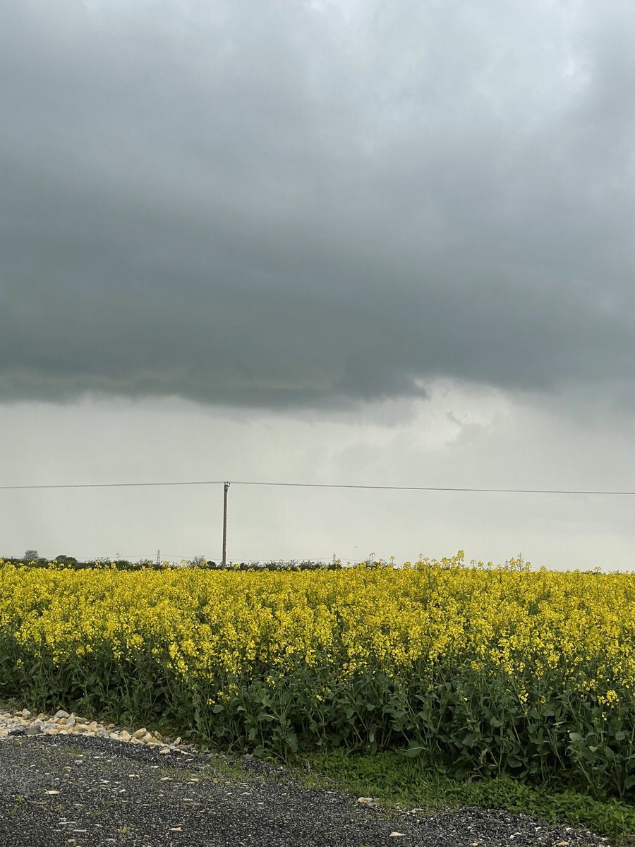 MasonBrucelee's tweet photo. Moody sky’s over OSR not looking bad now #britishfarming #backbritishfarming #agri #agriculture https://t.co/zbjzejweBe