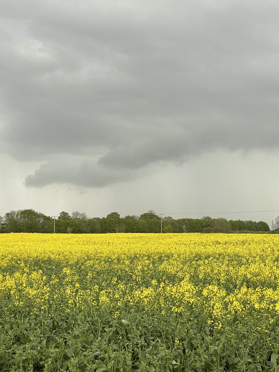 MasonBrucelee's tweet photo. Moody sky’s over OSR not looking bad now #britishfarming #backbritishfarming #agri #agriculture https://t.co/zbjzejweBe