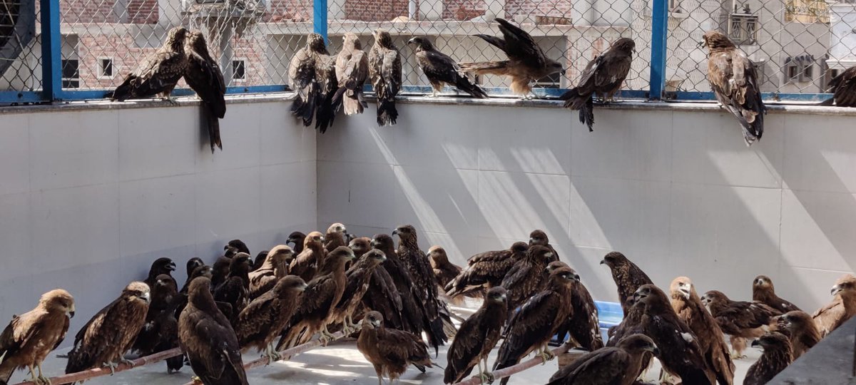 Kites discussing unusually cool summer this year #blackkite #birdsofprey #raptorrescue #allthatbreathes #wildliferescue #wildlife