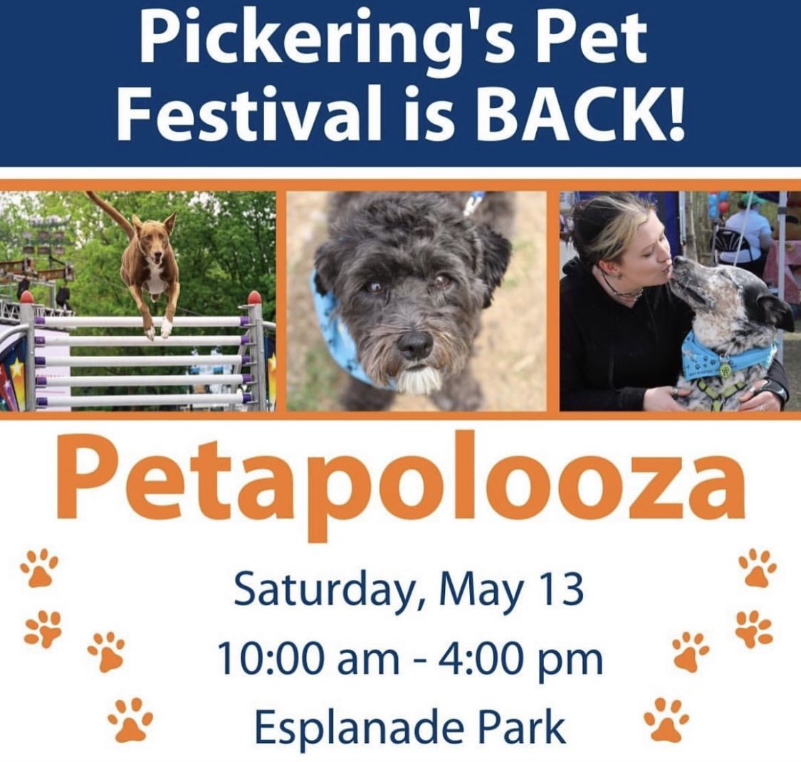 bulliesinneed's tweet image. Come check us out at Pickering’s Petapolooza this Saturday May 13th! We will have BIN merch for purchase, info on our adoptable dogs &amp;amp; will also be offering $10 nails trims. See you there! 🐶❤️ #pickeringpetapolooza #pickeringevents #dogrescue #adoptdontshop