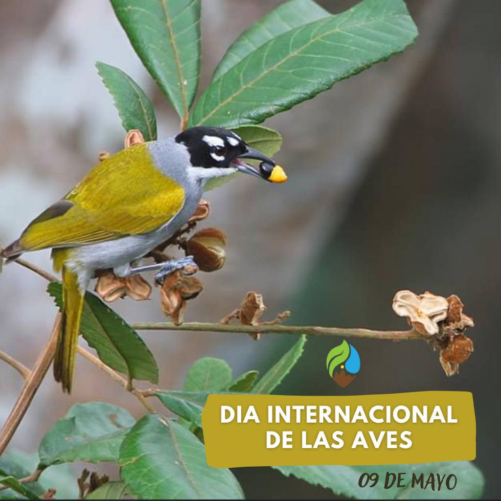 CUATRO OJOS _(Phaenicophilus palmarum) _

Una las siete especies endémicas que vive en el Campus de la UASD. 
(Ave Endémica de nuestra isla).

Fotografía: 
Dax Román