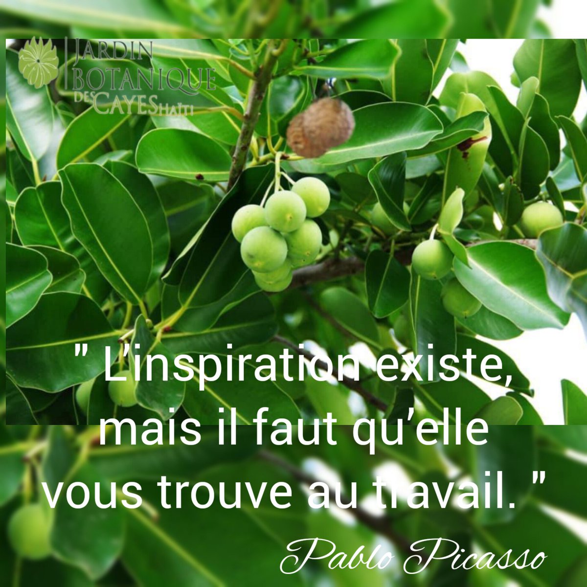 JardinBotaniquecayes tweet media