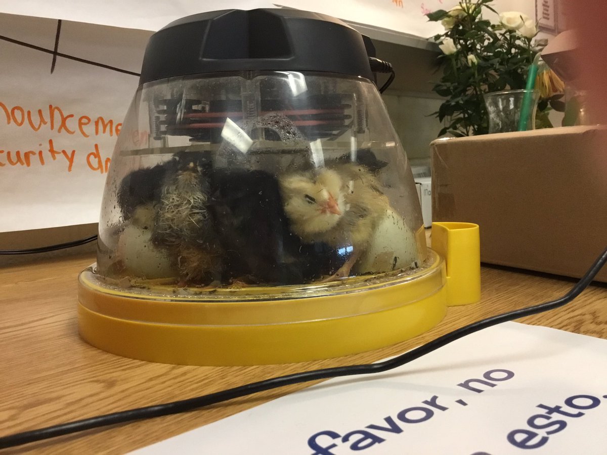 Tracey MacRitchie tweet media