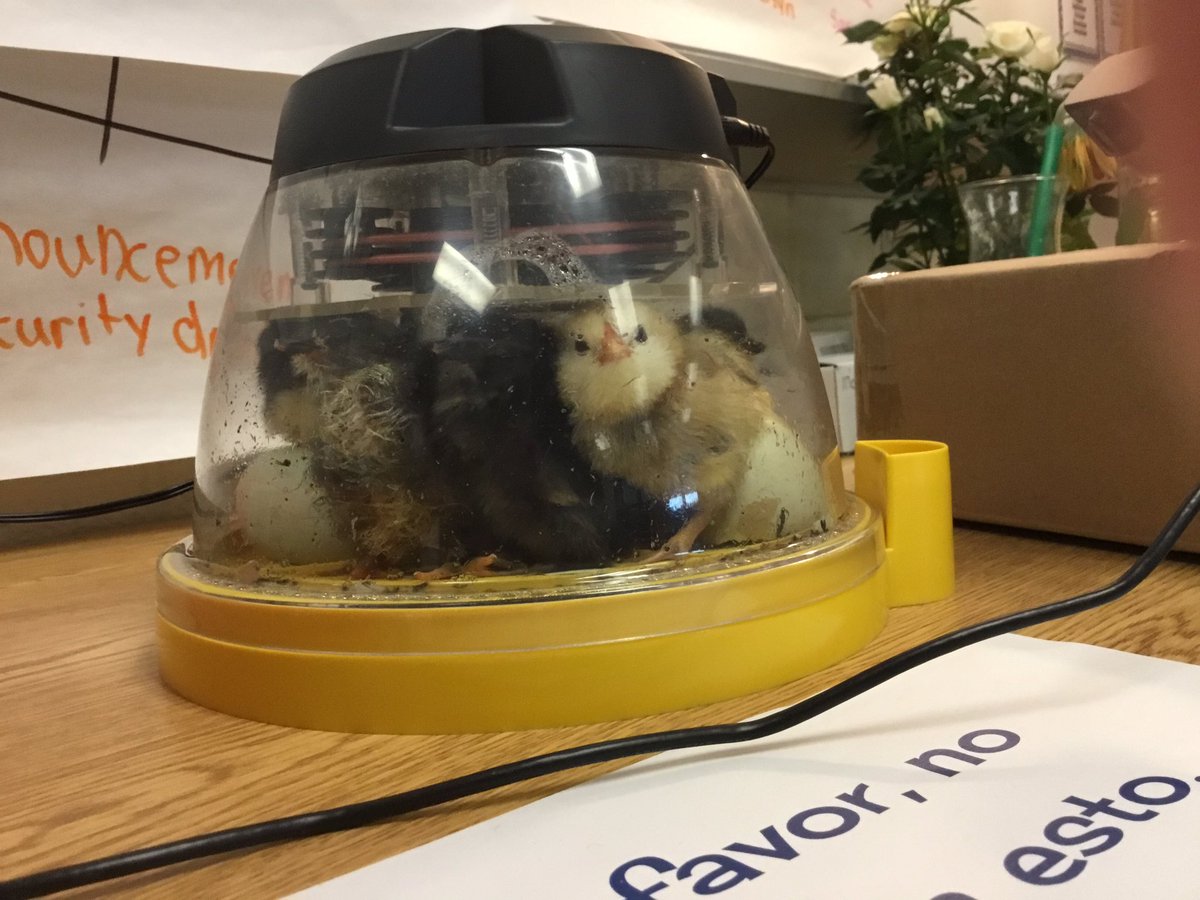 Tracey MacRitchie tweet media