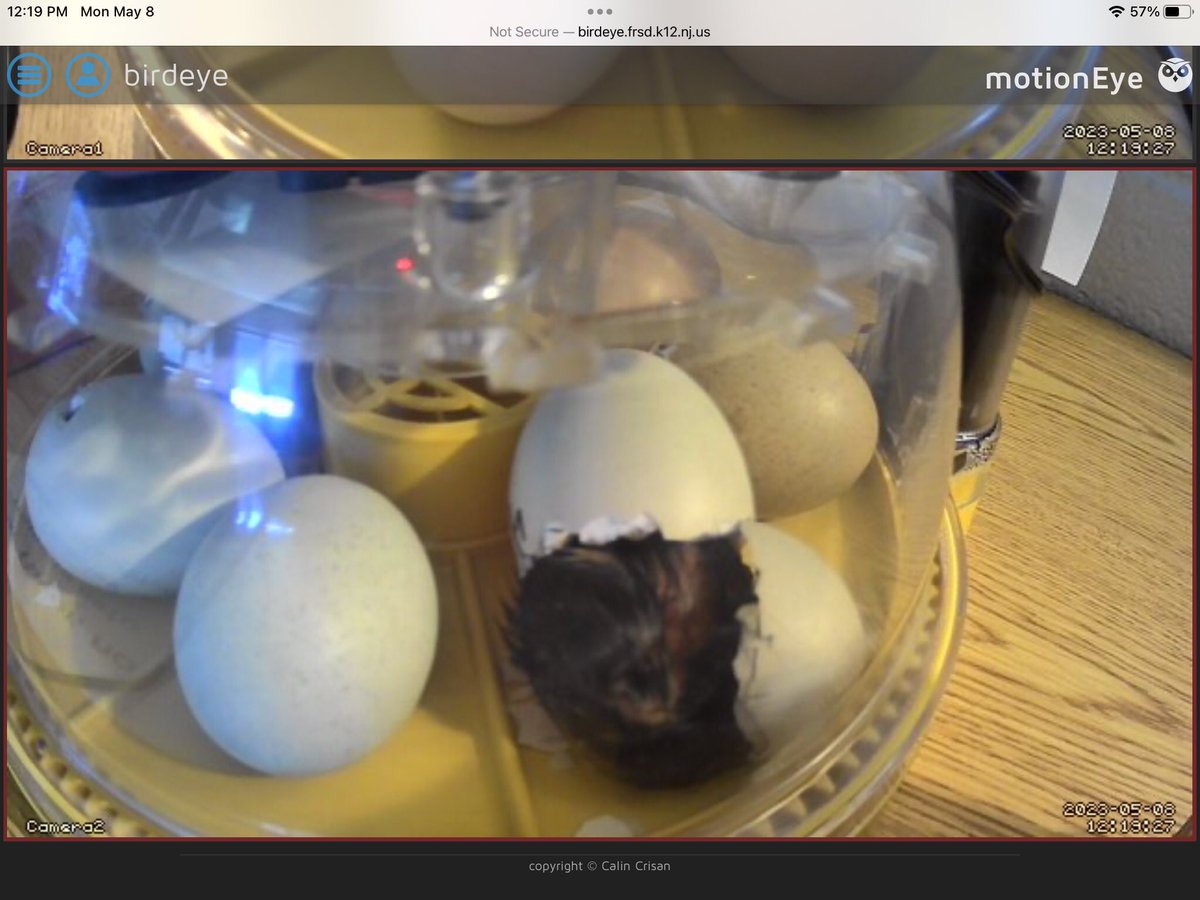 We have eggs-citing news…6 chicks have hatched and one more is on the way.  <a href="/CopperHillES/">Copper Hill</a>