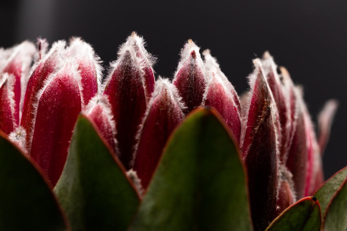 Camerapetslife's tweet photo. King of the Protea. This is the King protea plant or #proteacyaroides. A beautiful plant know for its distinctive large flowering head. #kingprotea #floweringplants #plantphotography #flowerphotography #autisticartist https://t.co/4YResRbTry