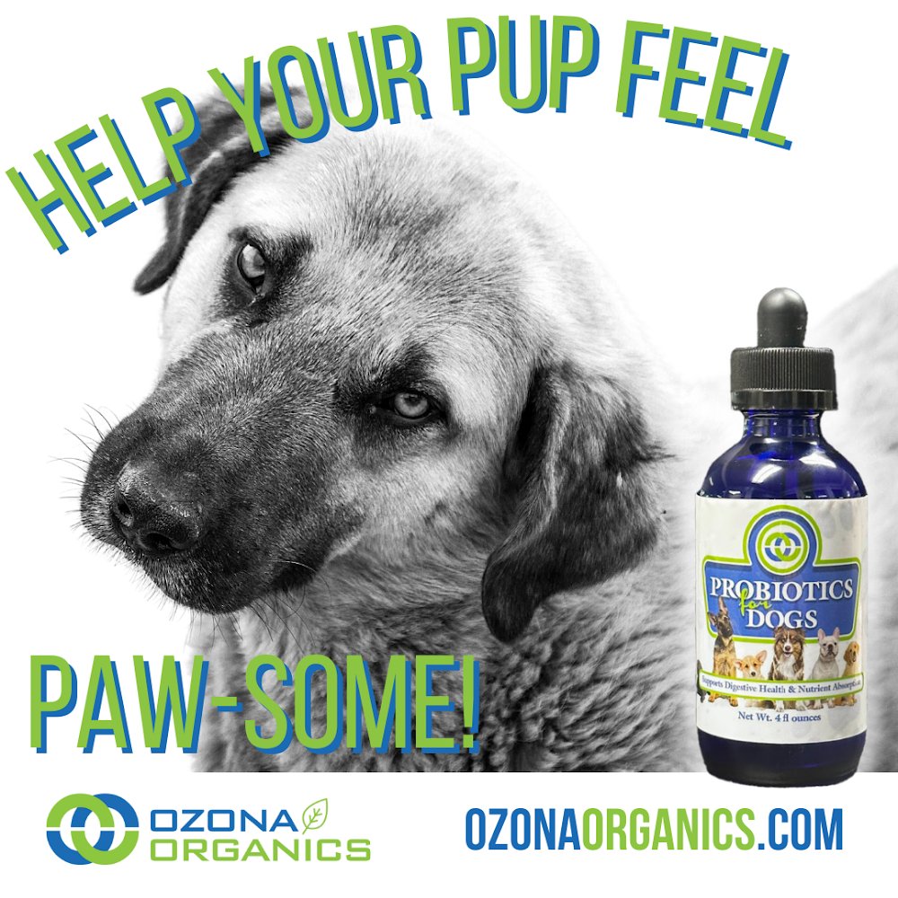 OzonaOrganics's tweet photo. Your pup deserves the best! Give them the gift of better digestion with Ozona Organics Probiotics for Dogs. Order now at https://t.co/DfbCmqFXA8 #dogcare #petwellness #probioticsfordogs https://t.co/ffpQxP4Y0m