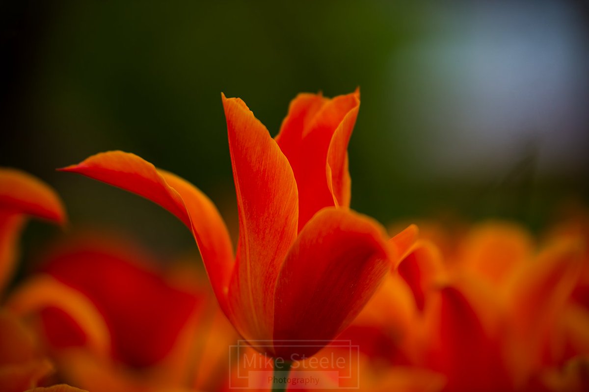 An orange tulip standing out from all the other tulips. #tulips #Flowers #NaturePhotography