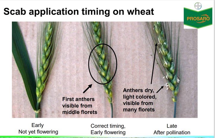 jw_schneid's tweet photo. Big week for PROtecting your 🌾 with PROsaro PRO. #wheat @BayerCropProUS @BayerCropProIL @DKAS_SIL https://t.co/2vbOsTymko