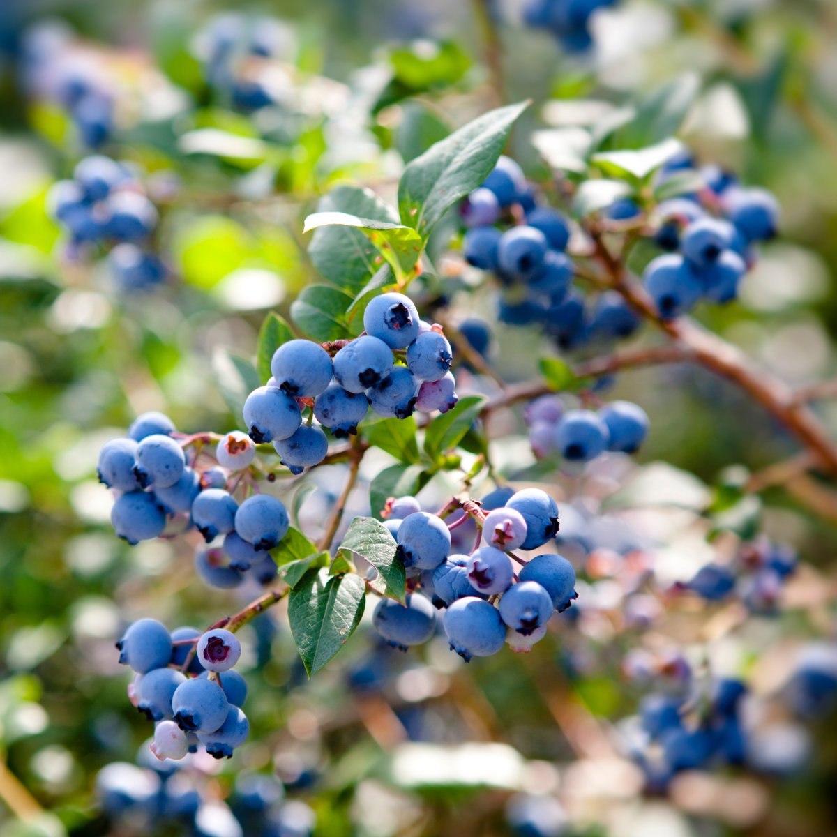 grizzlyforceapp's tweet image. Did you know that in 2021, B.C. farms grew over 27,000 acres of highbush blueberries?🫐 That's 88.6% of Canada's total!
Need help with picking, packing and delivery of your berries?🍓🫐 

Grizzly Force can help! 
grizzlyforce.ca/find-workers

#agriculture #farming #BCfarms #blueberry