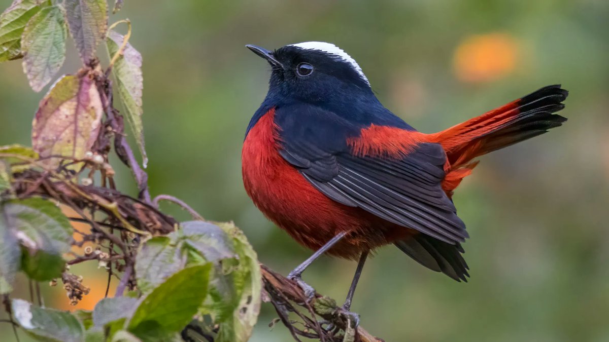 samthebirder's tweet photo. The White-capped Redstart is a small bird with a big personality! Its charming behavior and playful demeanor make it a favorite among birdwatchers and photographers alike. #BirdPhotography #WhiteCappedRedstart #NatureLovers @Avibase #indiaves https://t.co/oFyqczRCxm