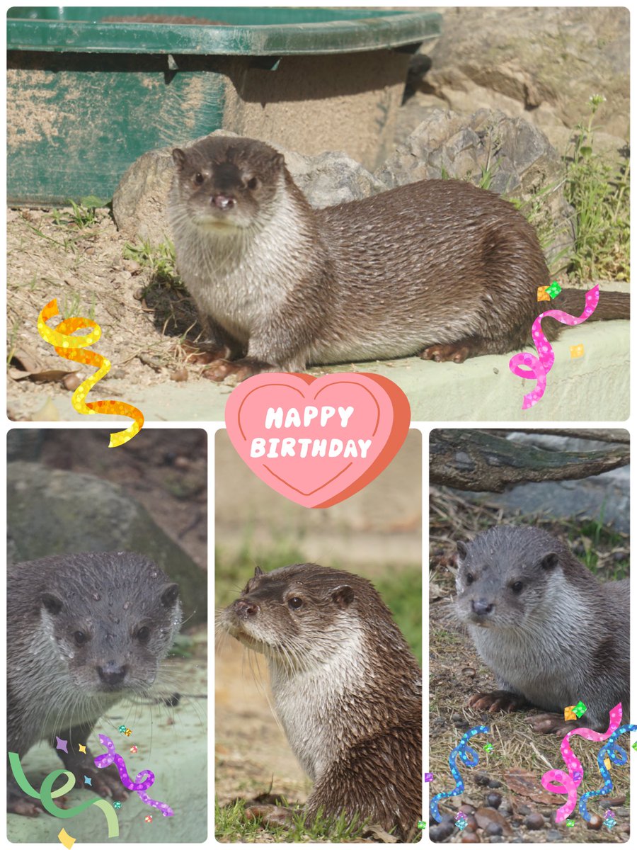 WssPh6dWavOVXXC's tweet photo. 🎉🎂Happy Birthday 🎂🎉
リオ💕可愛い可愛いお転婆リオ
リュウくんと仲良く元気でいてね💕

#安佐動物公園
#ユーラシアカワウソ 
#中国亜種 
#リオ https://t.co/ndaofoMZeY