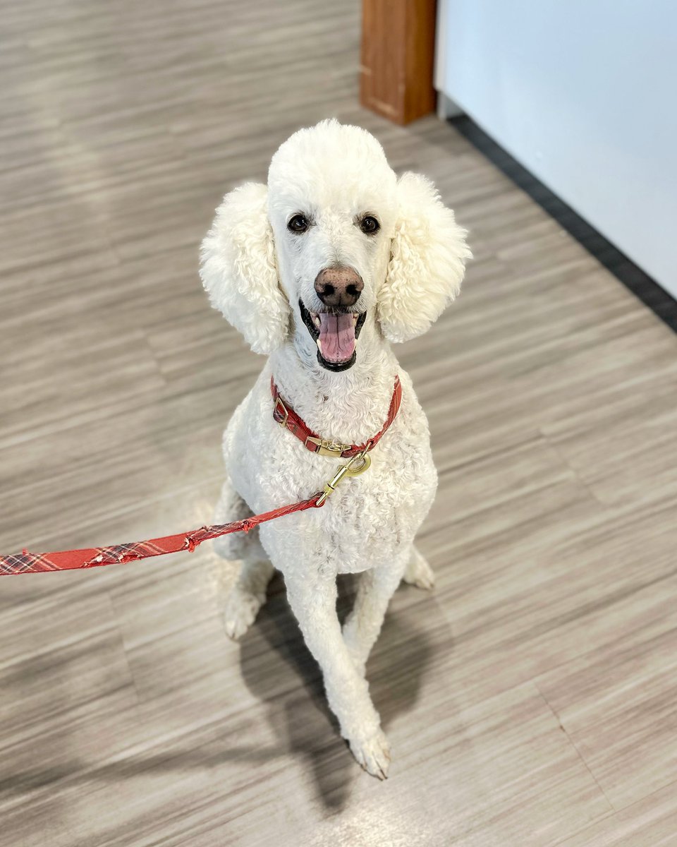 pupstateny's tweet photo. Jasper, the Poodle in #Saratoga • “He’s the big brother of a Doberman and a Great Dane. We have 300lbs worth of dogs at home.” @BensonsPet https://t.co/T0mMWKtiMK