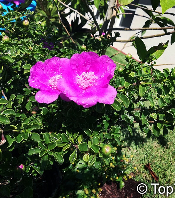 toptropicals's tweet photo. #Pereskia portulacifolia -Dwarf Pink #RoseCactus is the only true cactus that have leaves. It is very thorny, but you forget about how spiny this plant is when you see the gorgeous hot pink flowers! It blooms in full sun.
https://t.co/XFbDljsBhR
#floweringsucculents
#TuesdayTreat https://t.co/OWBGFZqQ6m