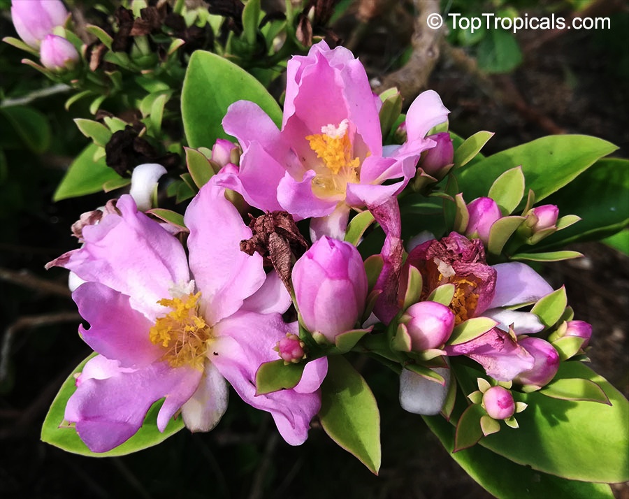 toptropicals's tweet photo. #Pereskia portulacifolia -Dwarf Pink #RoseCactus is the only true cactus that have leaves. It is very thorny, but you forget about how spiny this plant is when you see the gorgeous hot pink flowers! It blooms in full sun.
https://t.co/XFbDljsBhR
#floweringsucculents
#TuesdayTreat https://t.co/OWBGFZqQ6m