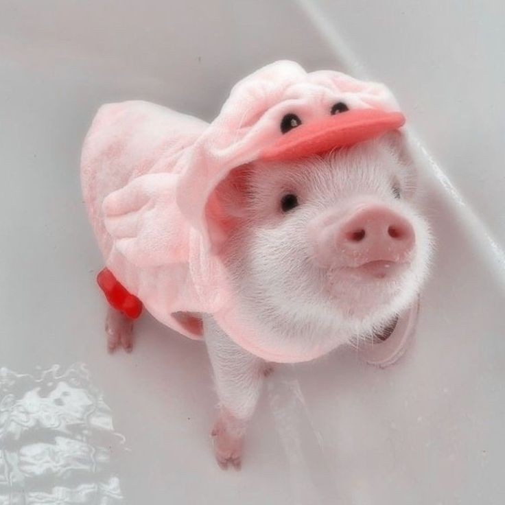 Voltamos!! 🐖

#NewProfilePic