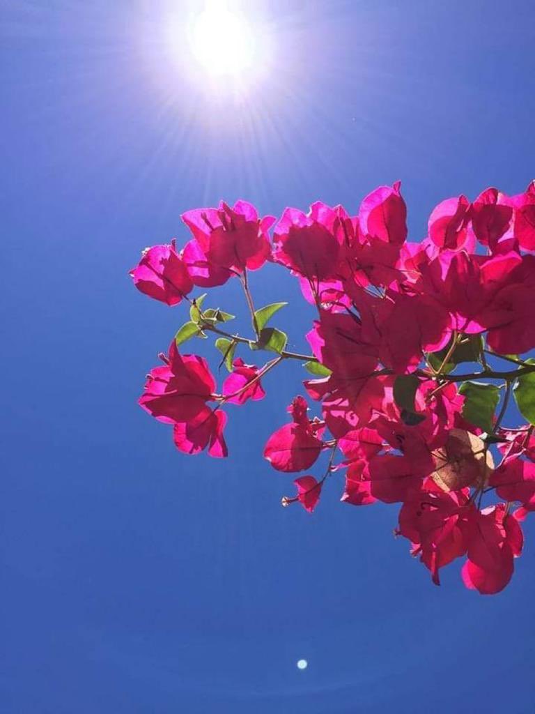 شمس سعد الخويطر 🌸🍃 tweet media