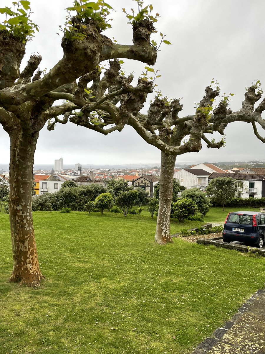 gustavson64's tweet photo. Sao Miguel Azores Portugal - a slower pace… https://t.co/lxFgBP3szK