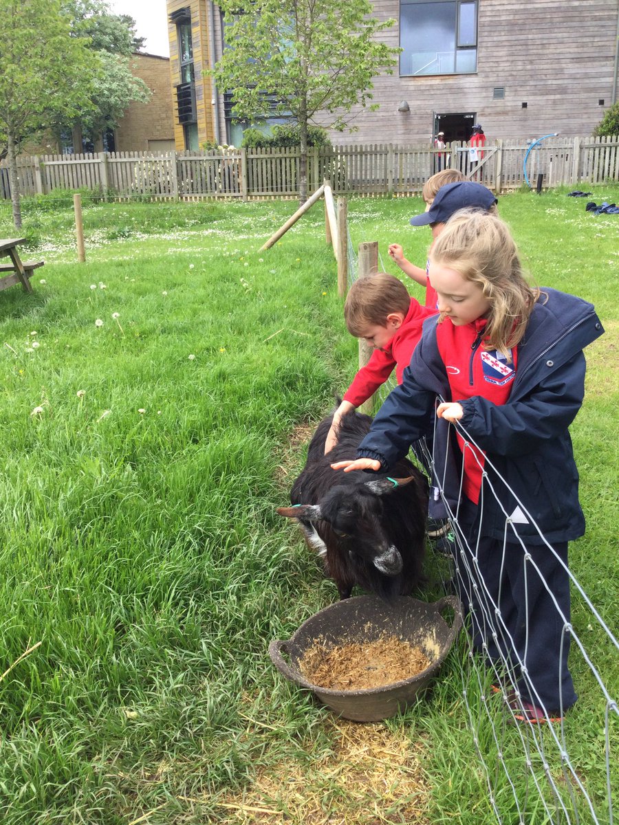 MonktonYear1's tweet photo. We’ve loved spending time in the paddock this afternoon and meeting Jules the alpaca! 🦙#WildMonkton #MonktonYear1 https://t.co/Ht65pBRcg4