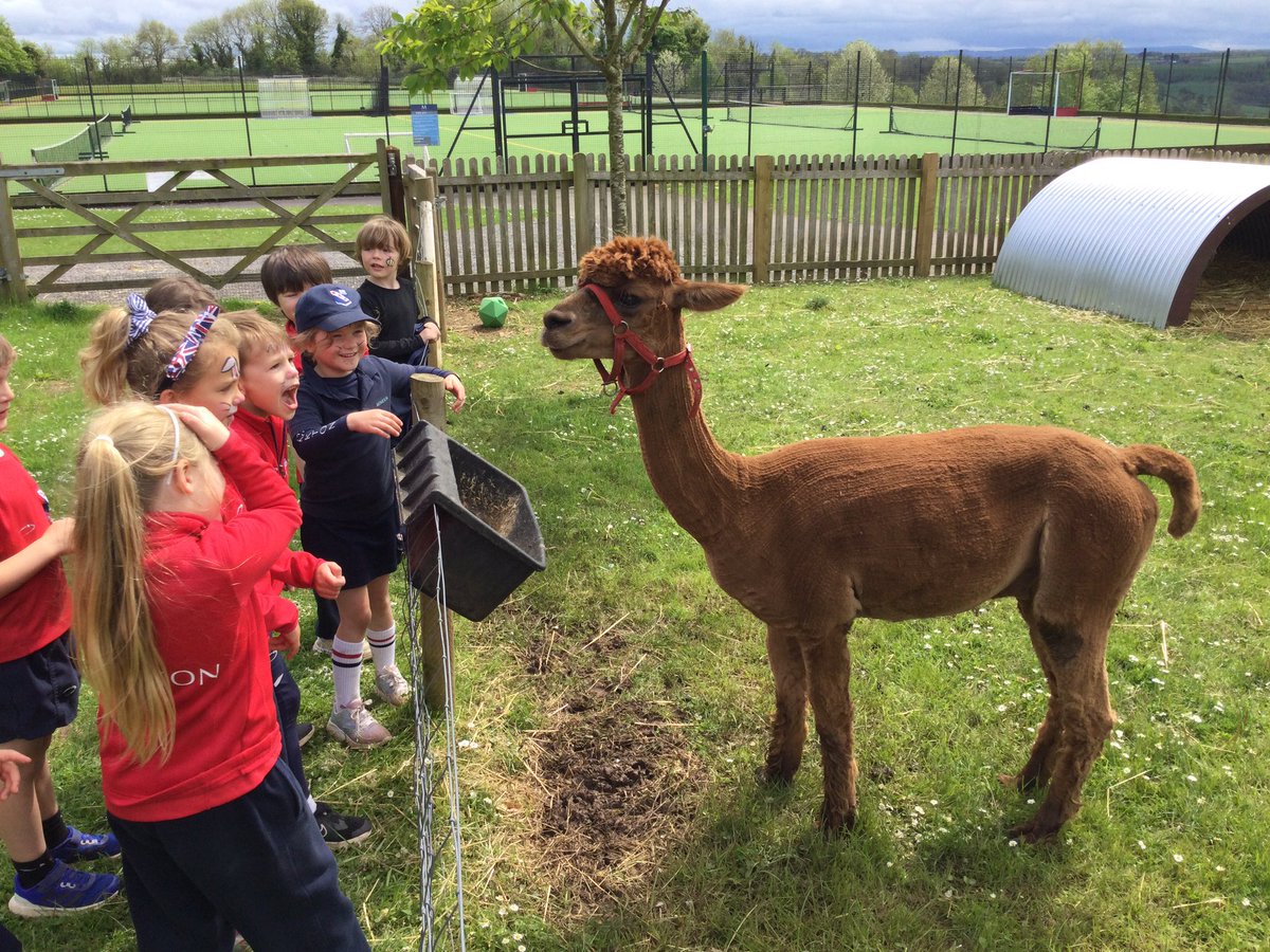 MonktonYear1's tweet photo. We’ve loved spending time in the paddock this afternoon and meeting Jules the alpaca! 🦙#WildMonkton #MonktonYear1 https://t.co/Ht65pBRcg4