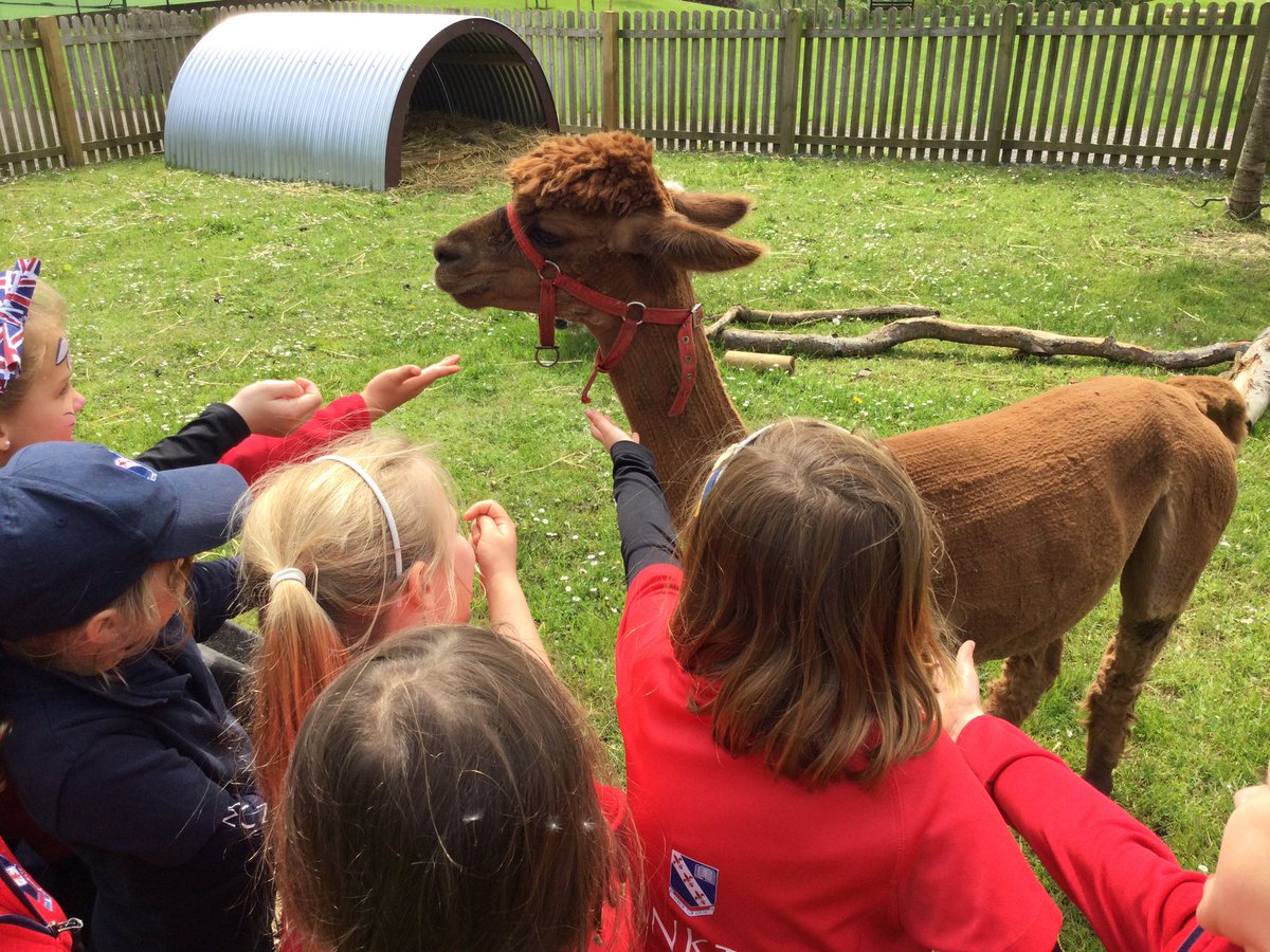MonktonYear1's tweet photo. We’ve loved spending time in the paddock this afternoon and meeting Jules the alpaca! 🦙#WildMonkton #MonktonYear1 https://t.co/Ht65pBRcg4