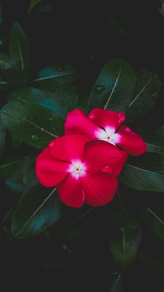 ꧁____🌿☕🌿____꧂

꧁_____শুভ সন্ধ্যা  
প্রিয় টুইটার বন্ধু_____꧂