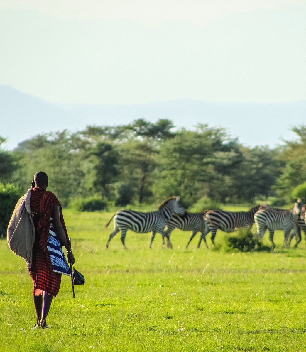 Roar with excitement as you venture into the heart of Tanzania's untamed wilderness, where lions reign and zebras roam free. Get ready for the safari adventure of a lifetime! 🌿🦓 

#TanzaniaSafari #WildernessWonder