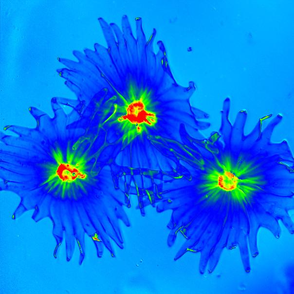 telight's tweet photo. V TELIGHT Co. dále rozšiřujeme tým a možná máme tu správnou příležitost i pro Vás. 🔬
Podívejte se na naše karierní stránky:
🔗https://t.co/3c4WQv1qH7
#microscopy #telight #brnoregion #career https://t.co/R296yXhrMQ