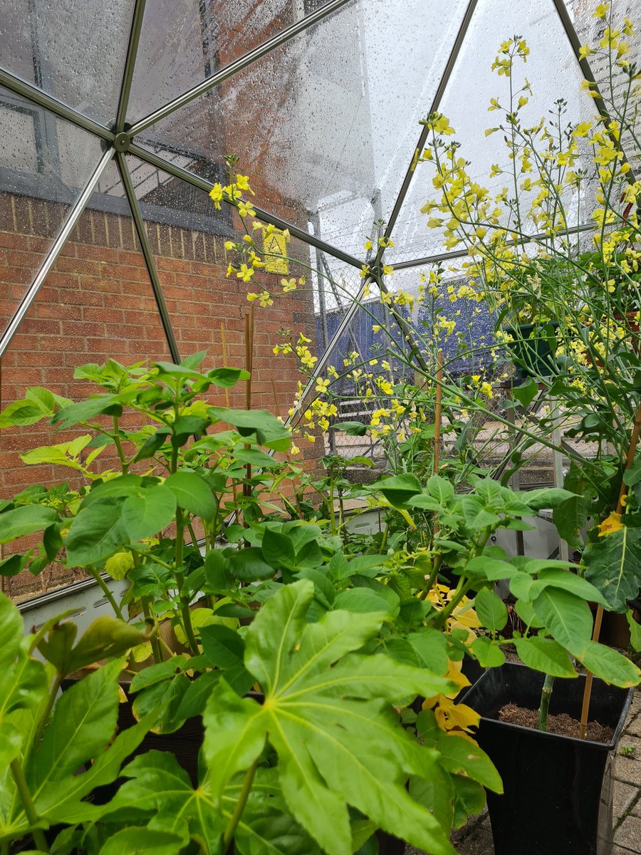 Our Plant POD is thriving! We've got potatoes, peas, strawberries and more. We can't wait to taste them.

If you're looking for unique greenhouse, then take a look at our glasshouse range.

solardome.co.uk/dome-range/gla…

#garden  #gardening  #outdoorliving  #gardeningtips