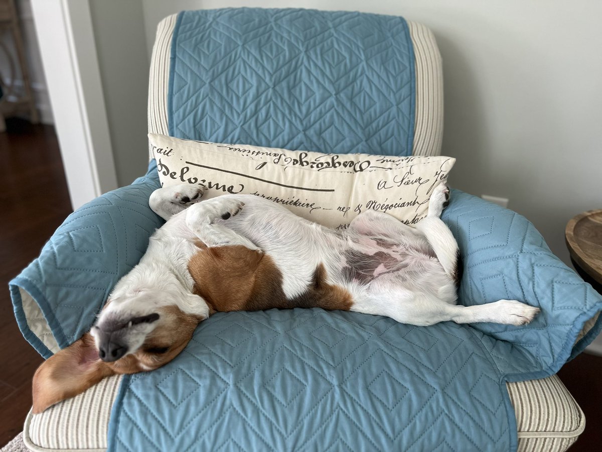 Nap time already 🐶😊💤💤