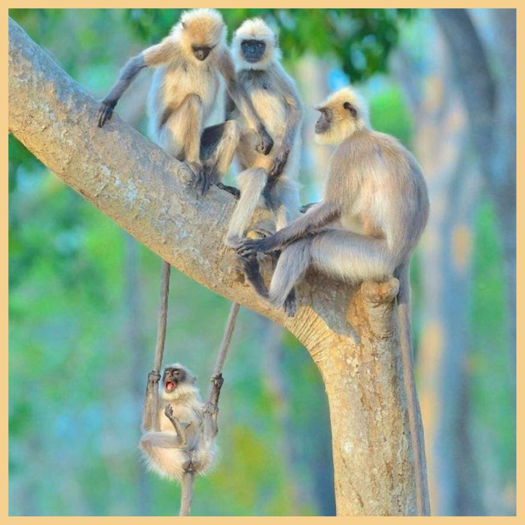 From the 7th c. first imam of Shia Islam, Ali Ibn Abi Talib:. 'Detachment is not that you should own nothing, but that nothing should own you.' Image: Monkey swinging on two tails/Urdoc Source: The Arlington Center . . . #mindfulness #personalgrowth #selfcare #selfcompassion