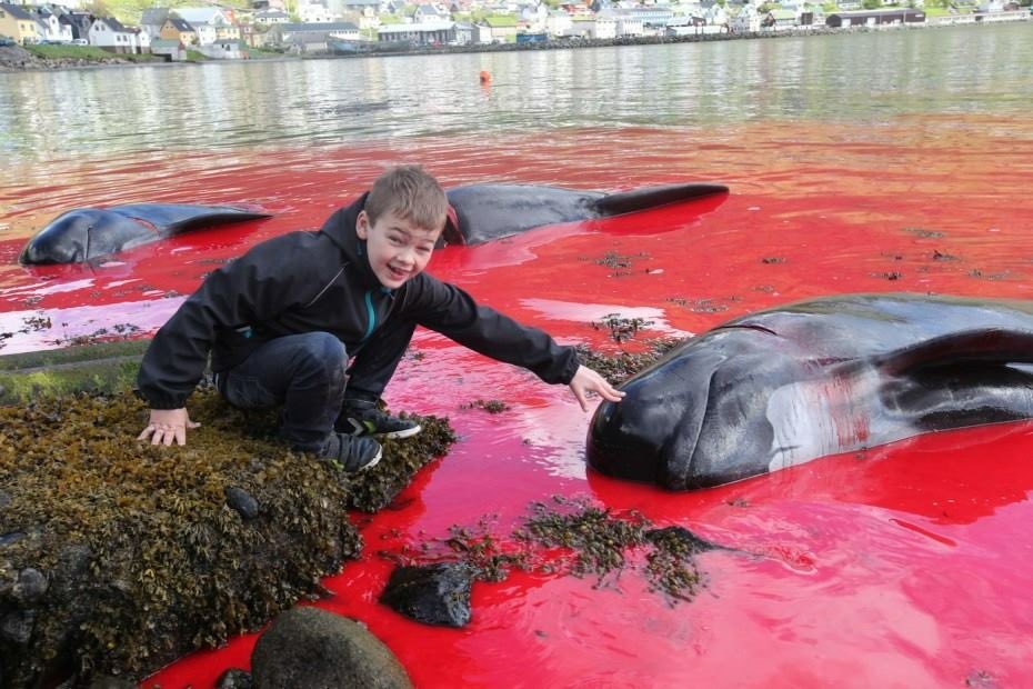 @teacherSam08 @janischshane @12 Oh f*ck me, is it that time of year again? The adult barbarians in #Denmark & #FaroeIslands are out trolling for innocent victims again. With #children. #SERIALKILLERS #BoycottFaroeIslands #Savages #FamilyFun #ChildAbuse #FamilyAffair