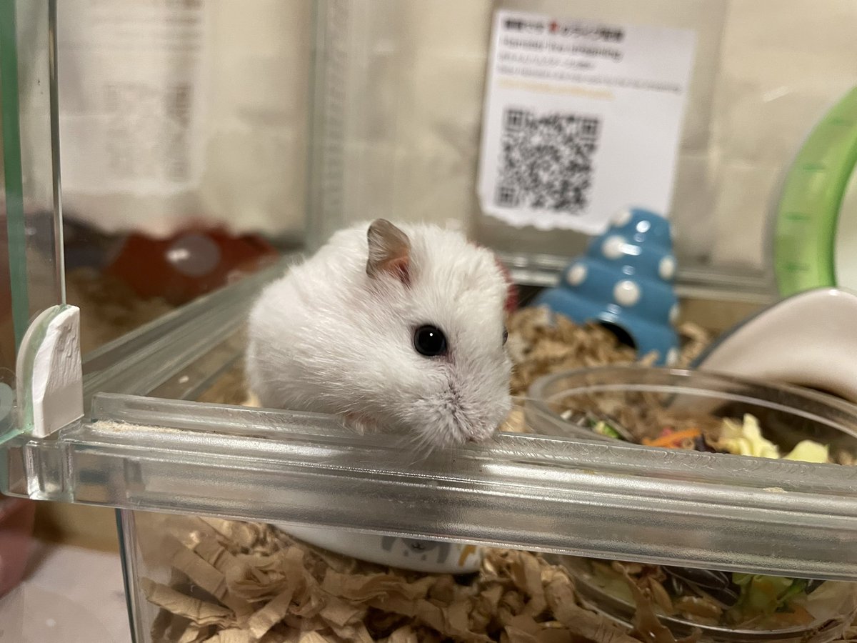 hlUutqn1jmsFbvW's tweet photo. 耳の調子は昨日より良いMy ear condition is better than yesterday. #さくらちゃん🌸 #CherryBl... https://t.co/Ihf5oEzJK8 @YouTubeより https://t.co/fzOVvDxm1p