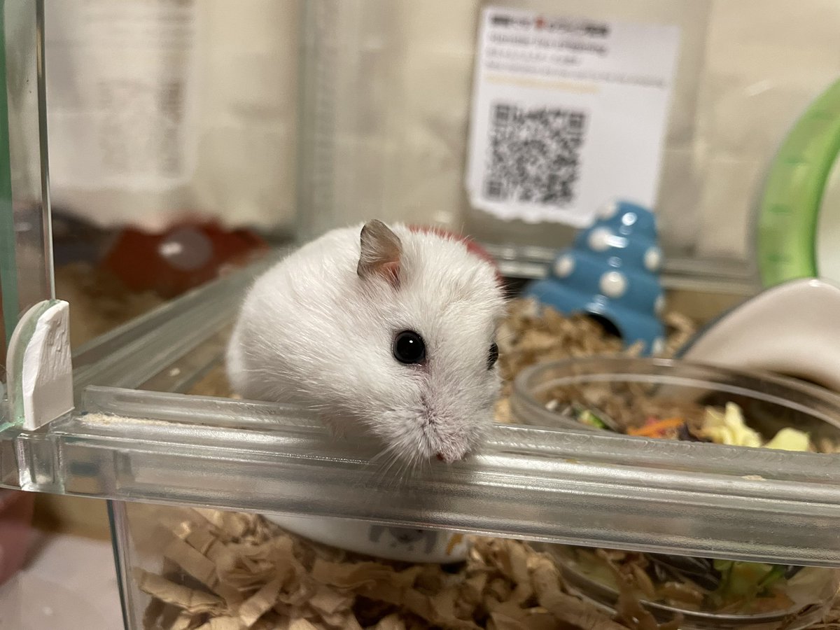 hlUutqn1jmsFbvW's tweet photo. 耳の調子は昨日より良いMy ear condition is better than yesterday. #さくらちゃん🌸 #CherryBl... https://t.co/Ihf5oEzJK8 @YouTubeより https://t.co/fzOVvDxm1p