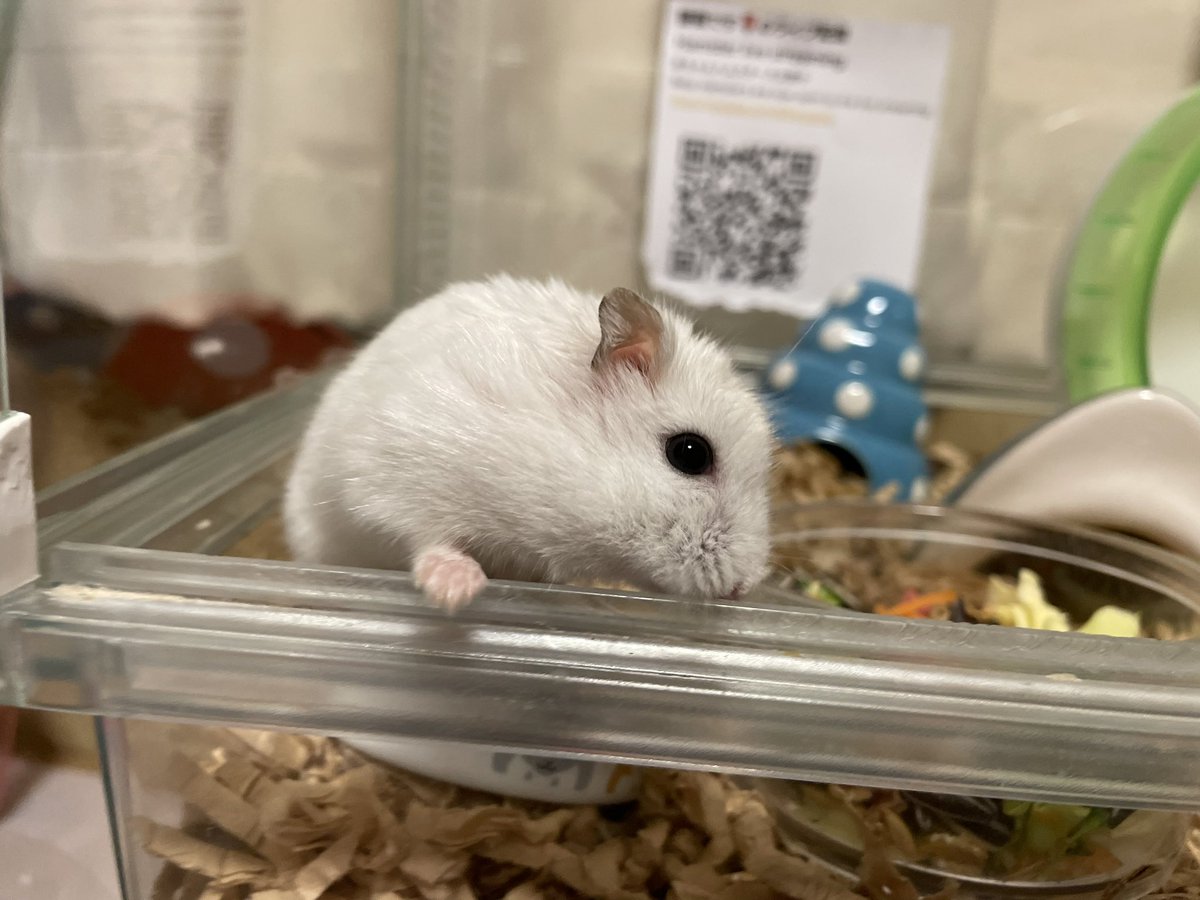 hlUutqn1jmsFbvW's tweet photo. 耳の調子は昨日より良いMy ear condition is better than yesterday. #さくらちゃん🌸 #CherryBl... https://t.co/Ihf5oEzJK8 @YouTubeより https://t.co/fzOVvDxm1p