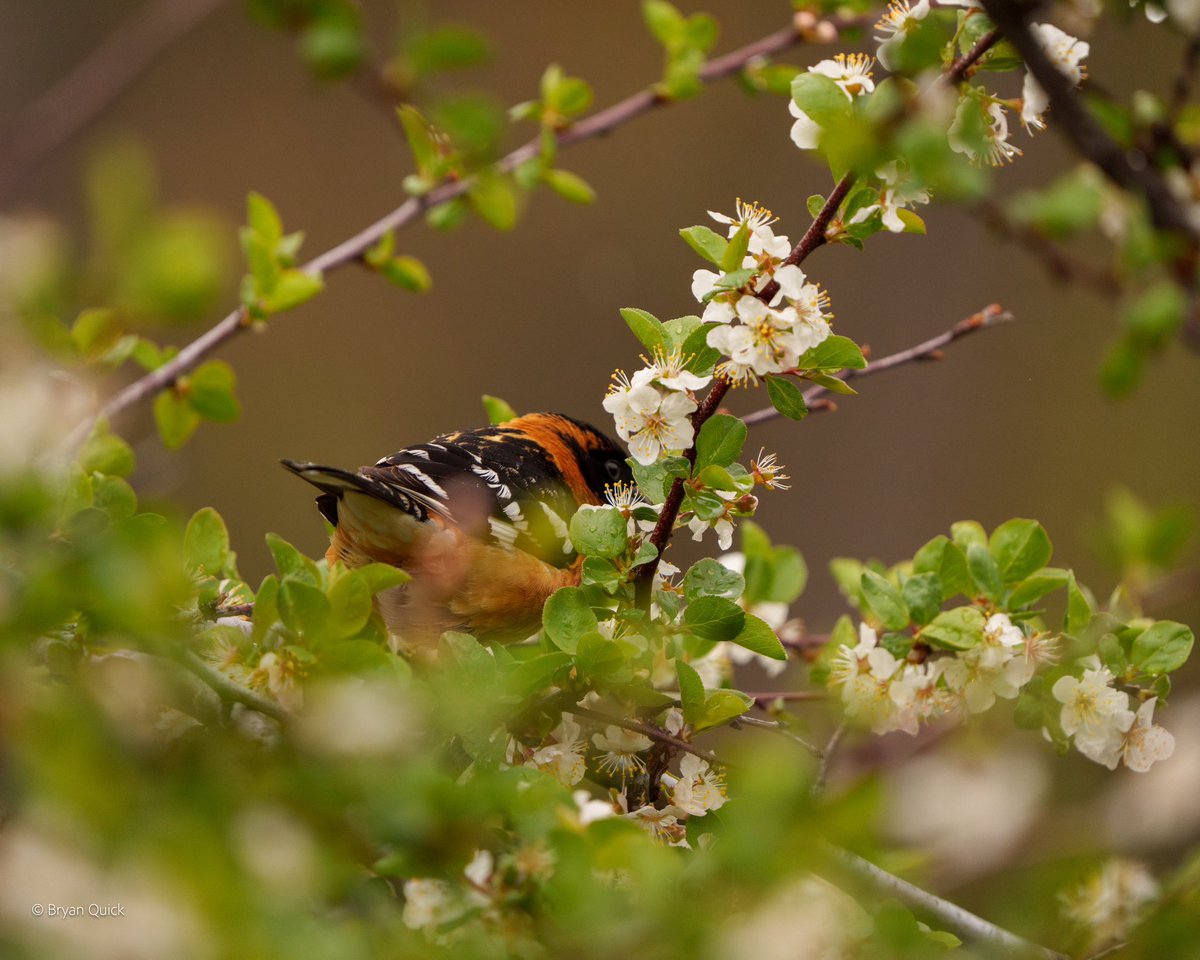 AcmeHuntingGear's tweet photo. HBD Steffi!!! 😀

The Blackheaded Grosbeaks are back and this #birdbutt is for you.  Hope you have a great day https://t.co/XANM6W3lCQ