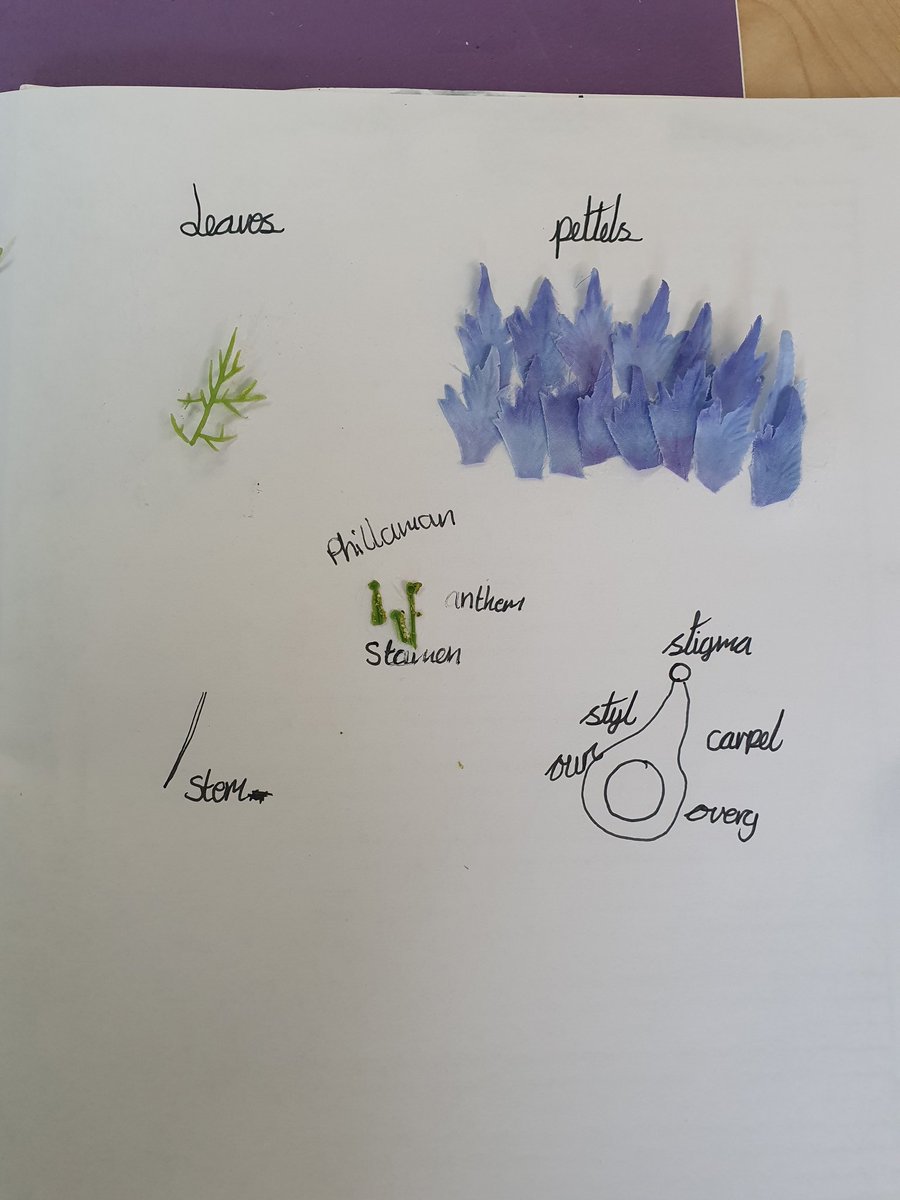 Y5Auckley tweet media