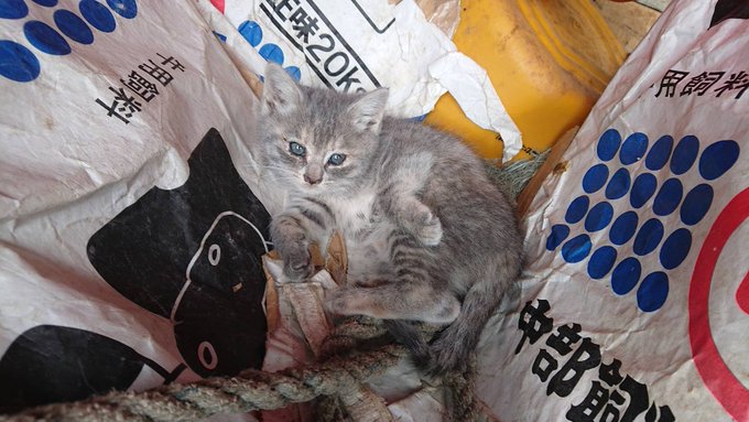 ヨシッ