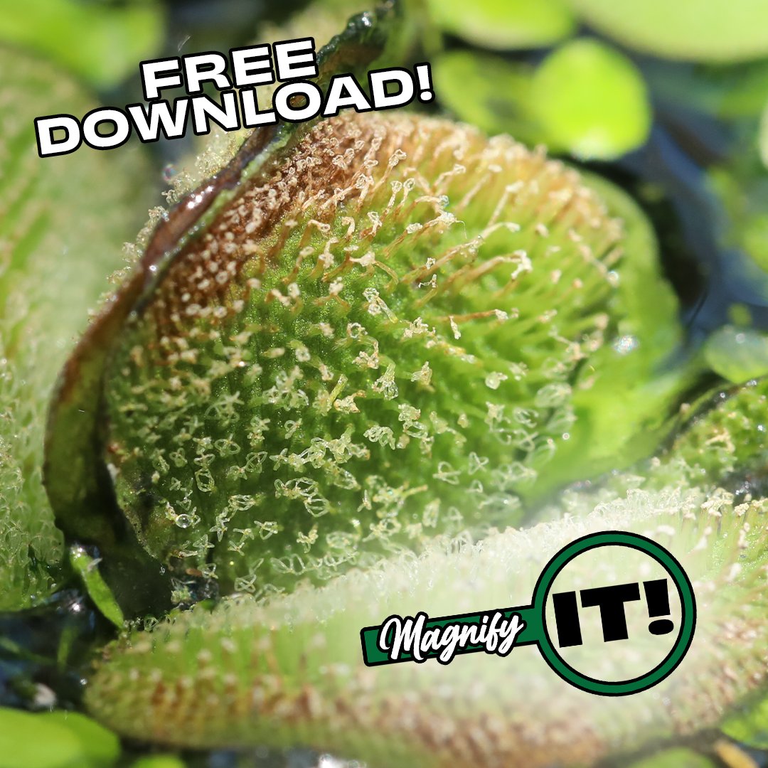 Calling all 4th-12th grade teachers!! If you teach biology, botany, environmental science, or life science, "Magnify It!" could be for you! Two versions to fit your student's needs.

Find all the FREE materials on our website! Let us know how it goes!
plants.ifas.ufl.edu/education/teac…