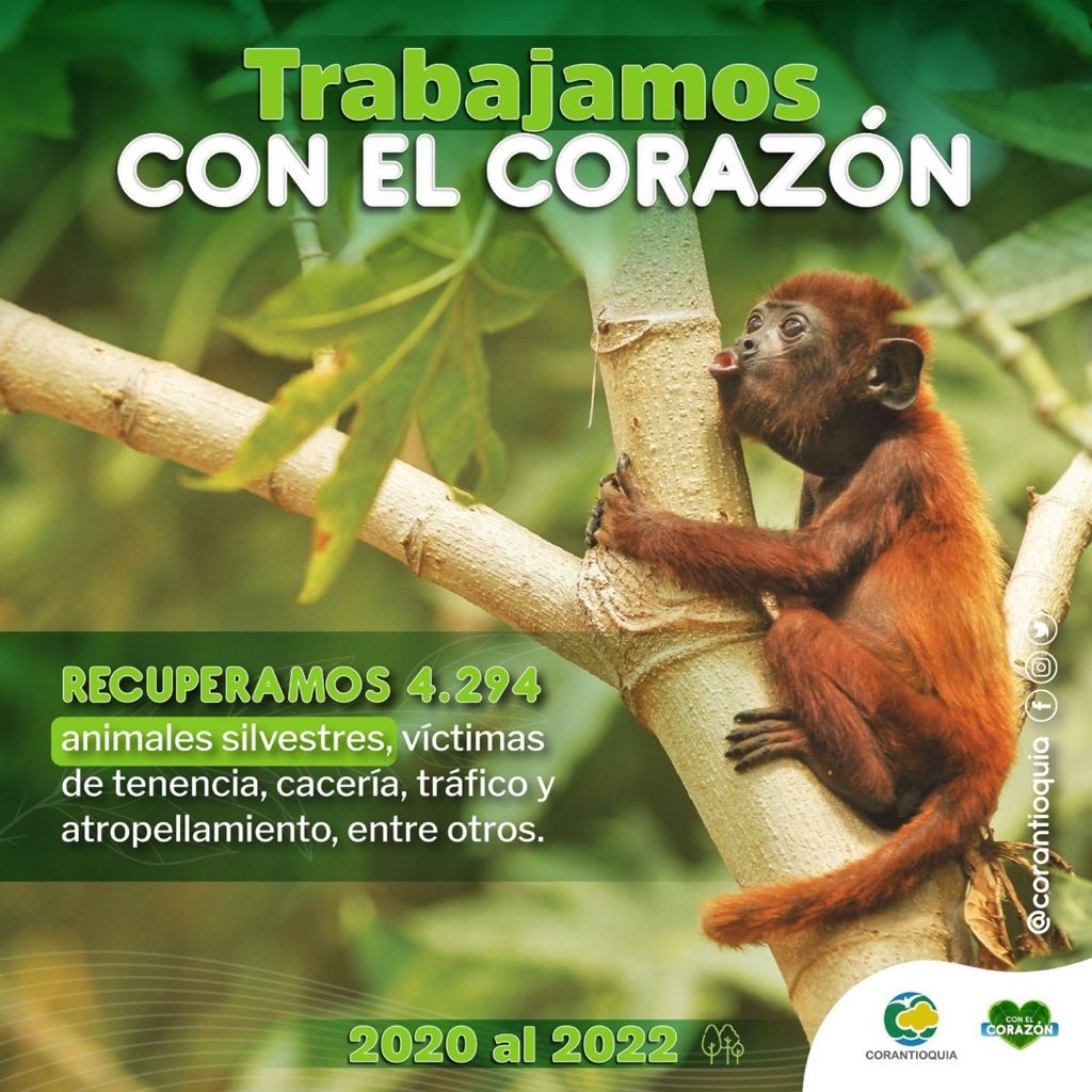 Corantioquia's tweet photo. #TrabajamosConElCorazón 💚 | Entre el 2020 al 2022 en nuestro hogar de paso recuperamos 4.294 animales y liberamos en su hábitat a 4.764. 

Gracias al equipo de fauna por trabajar 24/7 en la recepción, atención, rehabilitación, liberación y reubicación de la fauna silvestre. 🐯 https://t.co/6NyK2jhU5H