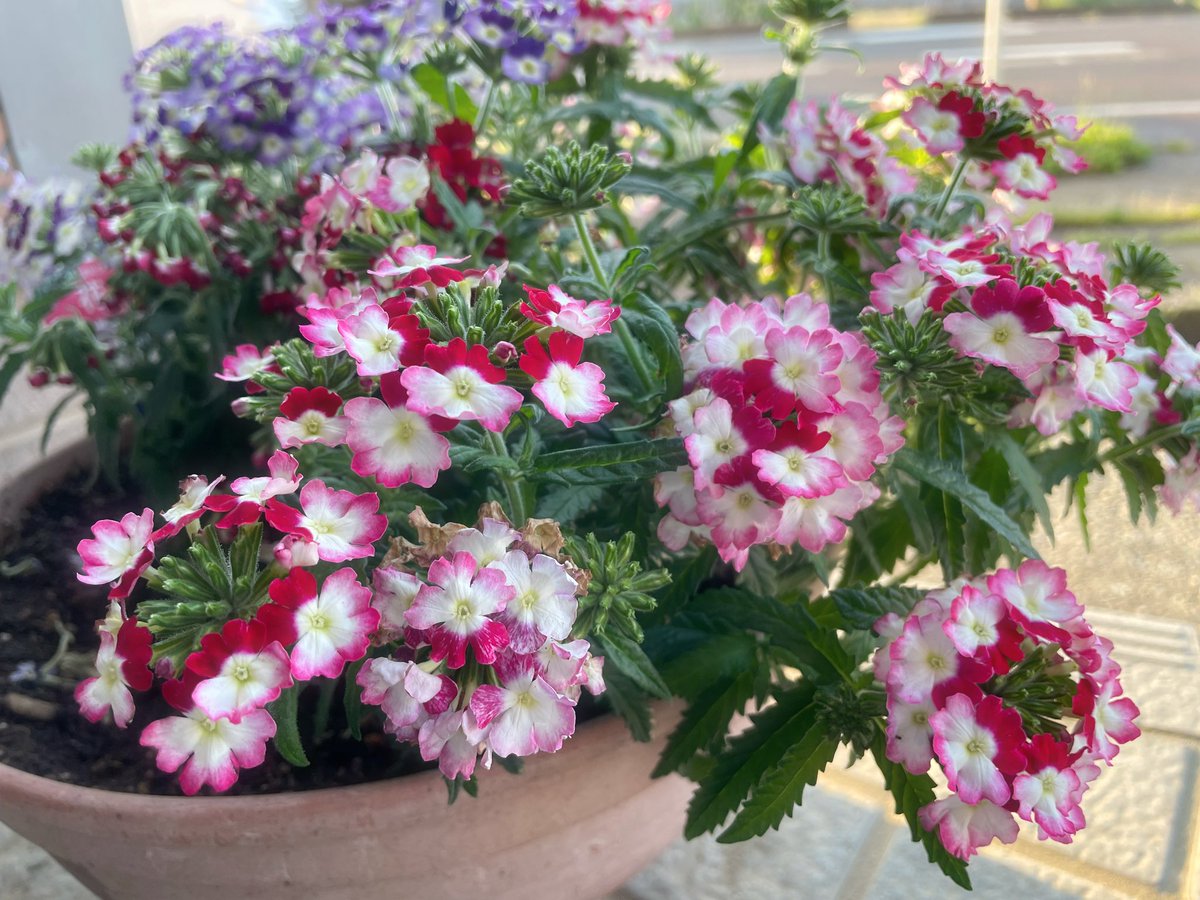 noelland_1002's tweet photo. #flower
#prettyflower
❀ 𓂃𓈒𓏸 https://t.co/hfV2NTcWlH