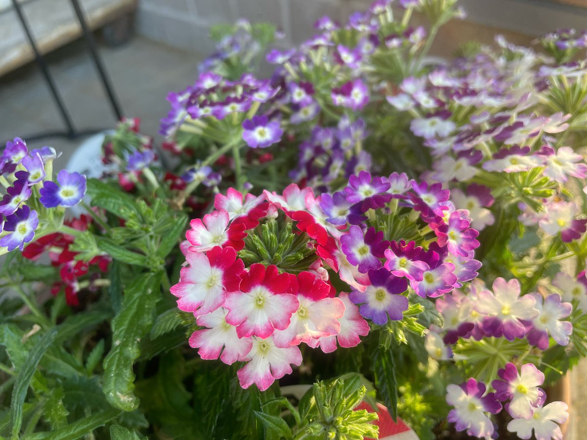 noelland_1002's tweet photo. #flower
#prettyflower
❀ 𓂃𓈒𓏸 https://t.co/hfV2NTcWlH